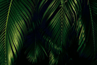 Low angle view of palm tree