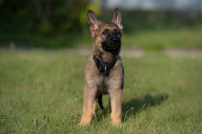 Portrait of dog running on grass