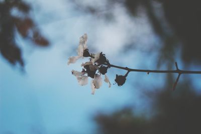 Low angle view of flowering plant against sky