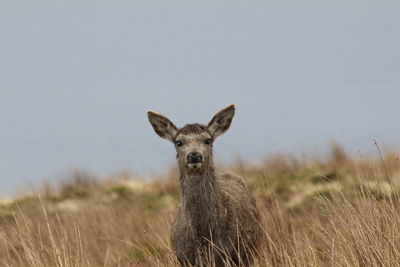 Portrait of deer on grassy field against clear sky