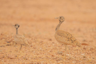 View of a bird on sand
