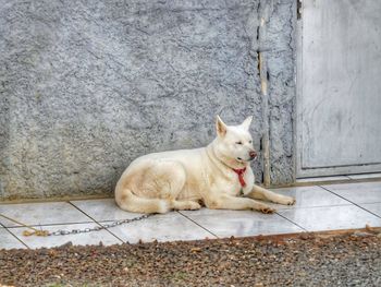 Portrait of cat sitting on concrete wall