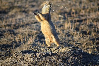 Prairie dog genus cynomys ludovicianus broomfield colorado denver boulder. united states.