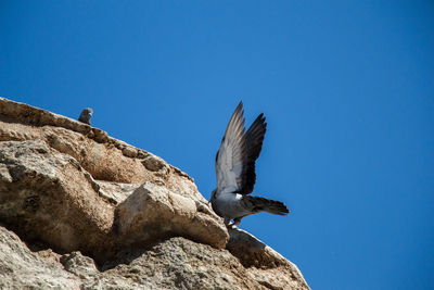 Low angle view of bird perching on rock