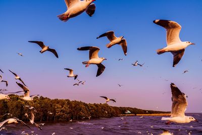 Birds flying in the sky