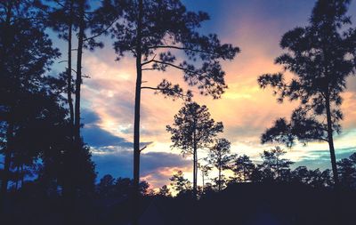 Silhouette of trees at sunset