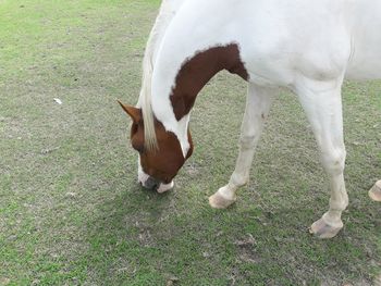 High angle view of a horse on field