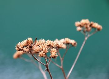 Close-up of wilted flowering plant