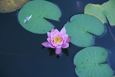 Close-up of lotus water lily in pond