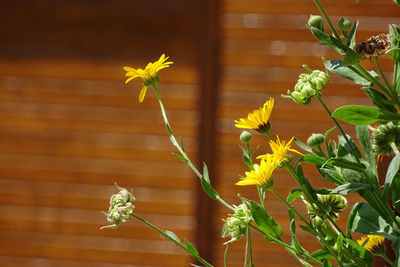 Close-up of flowers blooming outdoors