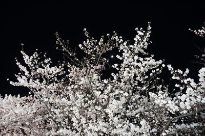 Close-up of plants at night