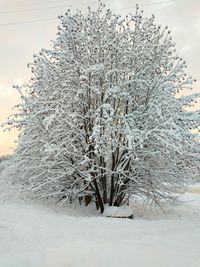 Snow covered tree on field
