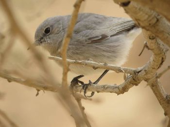 Close-up of bird perching outdoors