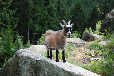 Young billy goat on a rock in the harz mountains in germany