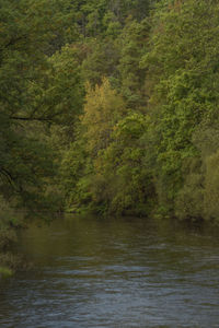 Scenic view of river amidst trees in forest