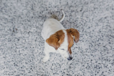 High angle view of dog on snow