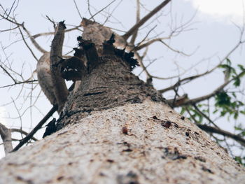 Low angle view of trees