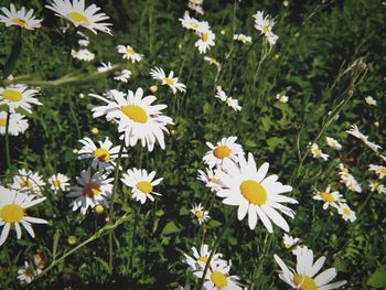 Close-up of white daisy flowers on field