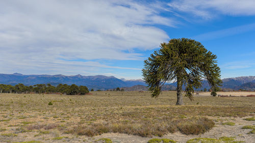 Trees on field against sky