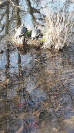 Reflection of tree in water