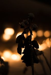 Close-up of silhouette plant at night