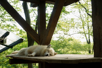 Close-up of fox relaxing on wooden plank by tree in forest