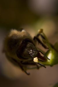 Close-up of bee on flower
