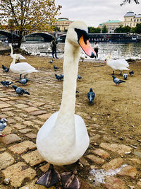 White swan in a lake