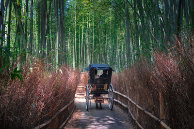 View of bamboo trees in the forest