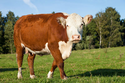 Brown cow on field in summer