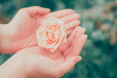 Cropped image of woman with hands cupped holding rose flower at park
