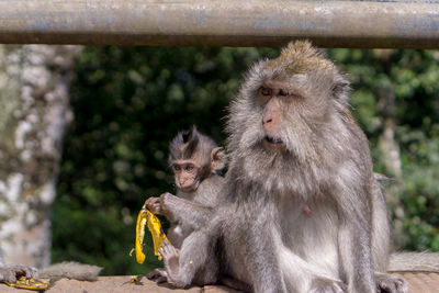 Monkey sitting outdoors