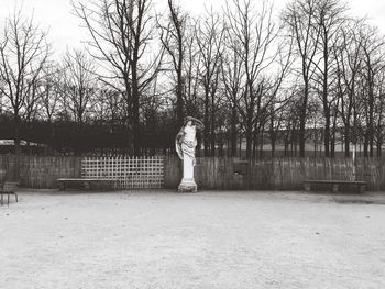 Bare trees in park