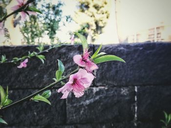 Close-up of pink flowers