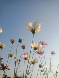 Low angle view of pink cosmos against sky