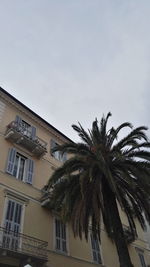 Low angle view of palm tree against sky