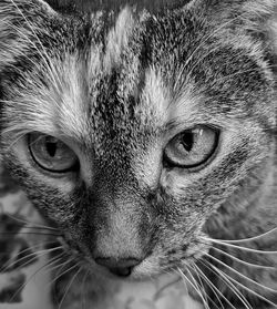 Close-up portrait of a cat