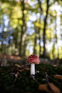 Close-up of mushroom growing on field