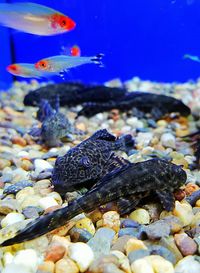 Fish swimming in tank