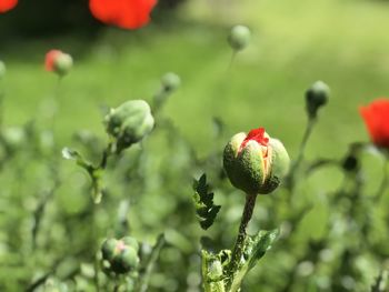 Poppy flowers blooming in a field at st-ursane in switzerland ,31 may 2019