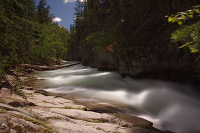 River amidst trees in forest