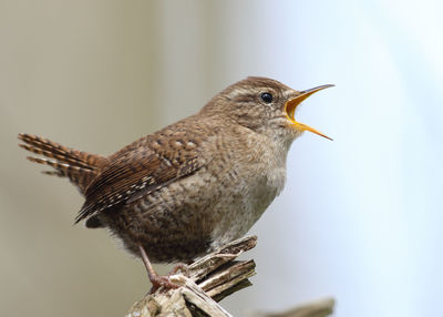 Close-up of bird perching