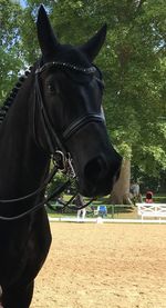 Horse standing in ranch