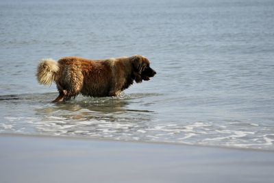 Dogs running in lake