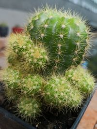 High angle view of cactus plant in pot