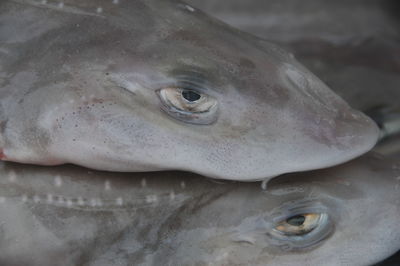 Close-up of fish in water