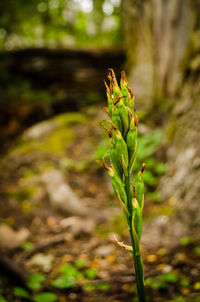 Close-up of plant growing on field