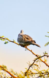 Low angle view of bird perching on branch against sky