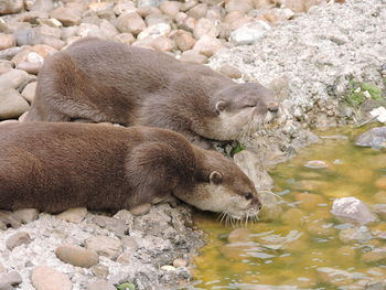 Asian short clawed otters drinking