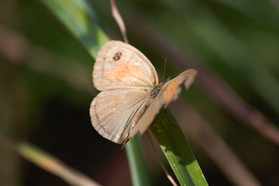 Close-up of butterfly on leaf